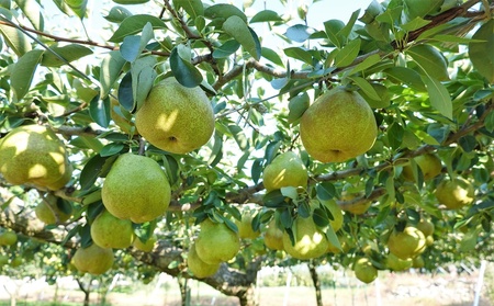 ラ・フランス　４.５ｋｇ　１４～１６玉　ご家庭用　0012-2516