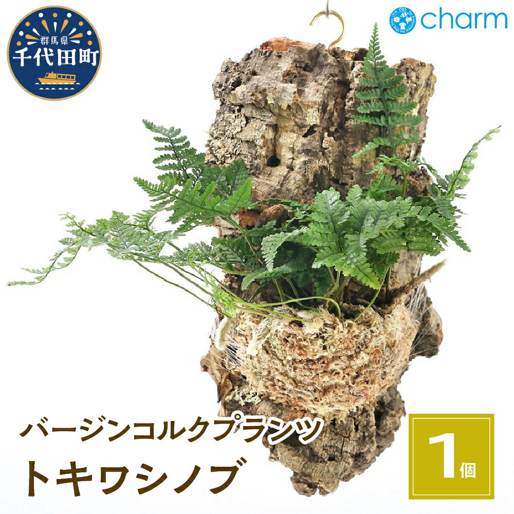【ふるさと納税】観葉植物 バージンコルクプランツ トキワシノブ（1個） インテリア ナチュラル 自然 リラクゼーション プレゼント ギフト 贈答用 送料無料 趣味 風水 緑 かわいい 人気 オススメ 初心者 玄関 壁掛け 北海道冬季発送不可 株式会社チャーム