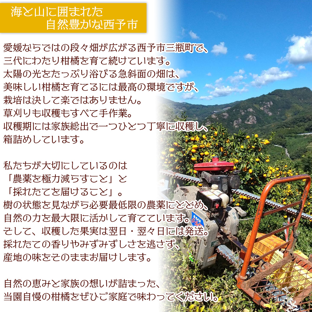 ＜完熟早生みかん 約4kg（家庭用・S～Mサイズ混合）直送＞ 果物 オレンジ 柑橘 特産品 山本果樹園 西宇和 愛媛県 西予市 【常温】『2026年11月中旬～12月中旬までに順次出荷予定』