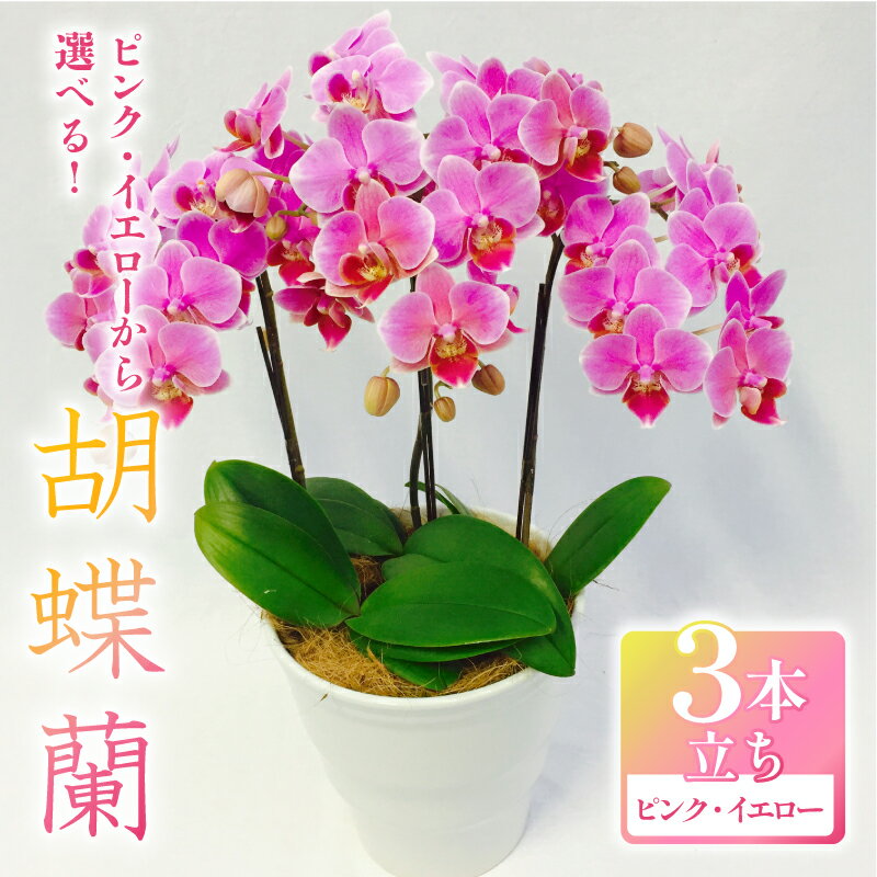 【ふるさと納税】 胡蝶蘭 ミディー胡蝶蘭 選べる カラー ピンク系 イエロー系 5.5号 3本立ち 寄せ植え 花 お花 flower 植物 コンパクト 品種 おまかせ 家庭用 インテリア 贈答 記念日 ギフト プレゼント 誕生日 還暦 米寿 送料無料 ふるさと納税 千葉県 旭市 椎名洋ラン園