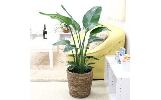 【観葉植物】オーガスタ 8号 ブラウンバスケット鉢カバー 土の表面：ウッドチップ【観葉植物 インテリア 部屋 おしゃれ 福岡県 筑前町 送料無料 AG032】