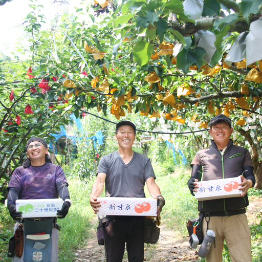 【先行予約】中野農園 梨 ”新甘泉” 5kg 冷蔵便｜鳥取 岩美 梨 なし ナシ 赤梨 果物 フルーツ ※お届けは2026年8月下旬頃～【41081】