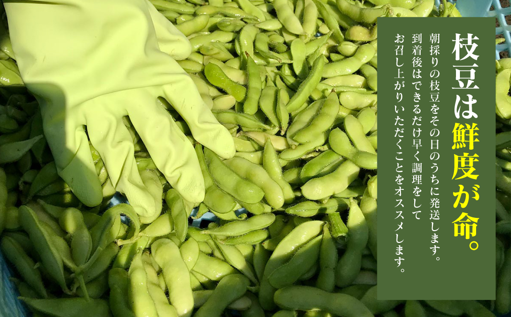 【先行予約】 熊本県八代市産枝豆 [湯あがり娘（茶豆風味）] 1.6kg 【2024年6月中旬より順次発送】_イメージ5