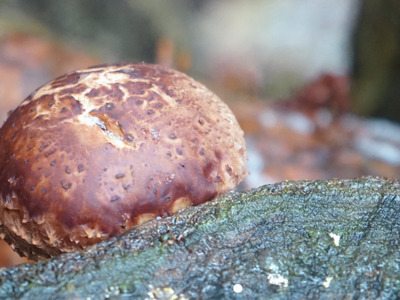 しいたけ醤油奥大山 だし醤油 1L×2本 原木栽培椎茸 / SAC中尾 椎茸屋 0801