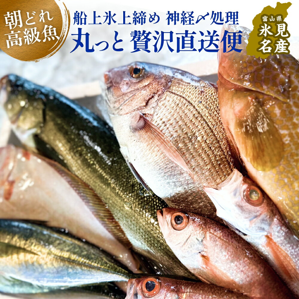 【ふるさと納税】氷見港朝獲れ高級魚！丸っと贅沢直送便！| 船上氷上締め 鮮魚ボックス