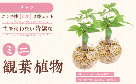【観葉植物】土を使わないで清潔なミニ観葉植物 ゼオライト植え・ガラス鉢 丸形 2鉢セット（パキラ）｜観葉植物 インテリア 部屋 おしゃれ 福岡県筑前町 送料無料