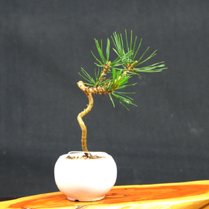 赤石の泉 黒松（鉢植え） S-18【現品限り】【配送地限定】