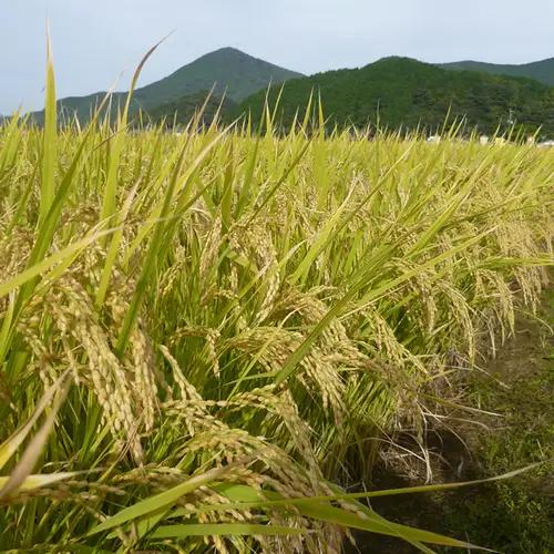 【令和8年産 新米先行受付】さがびより 精米 5kg 農園(H061E38)