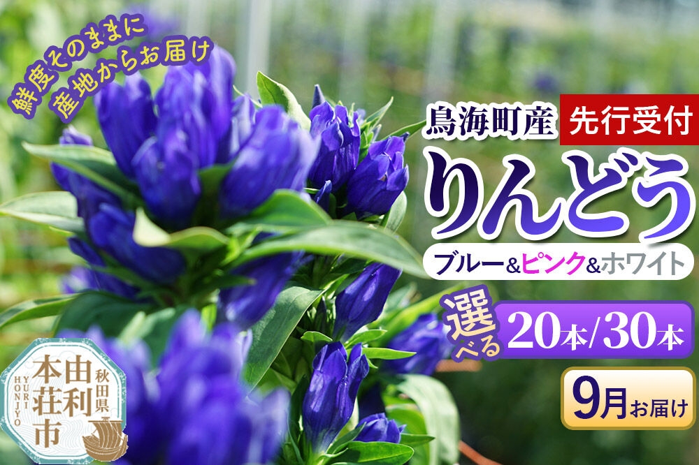 
                  《先行受付》【9月お届け】鳥海町産 りんどう ブルー ピンク ホワイト【選べる 本数：20本／30本】 [りんどう リンドウ 竜胆 花 生花 仏花 切り花 ギフト 贈答 インテリア フラワー 秋田県 由利本荘市 鳥海町産]
                