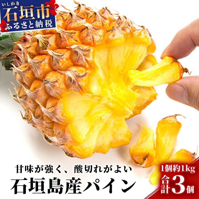 【ふるさと納税】【先行受付】石垣 パイン（ ボゴール種 ）3個(約3kg) / 6個(約5kg)【2026年5月初旬～6月初旬発送予定】| パイナップル パインアップル スナック パイン 果物 くだもの フルーツ 国産 沖縄県 沖縄 石垣島 石垣市 ふるさと 人気 送料無料 | MI-004/MI-005