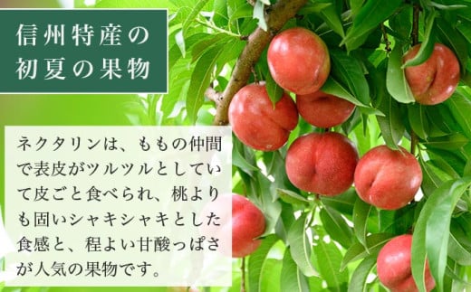 サマークリスタル 約2.6kg ［おぶせファーマーズ］先行予約 ネクタリン 果物 フルーツ 冷蔵便 クール便 長野県産 信州産  令和8年産【2026年7月中旬～8月上旬発送】