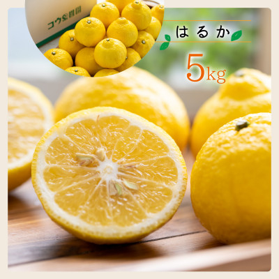 
            コウ果樹園の贈答用はるか5kg＜C33-33＞_ はるか みかん ミカン 柑橘 フルーツ 果物 くだもの 完熟 産直 産地直送 甘い ジューシー 糖度 愛媛 おすすめ 【1441188】
          
