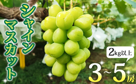 【先行受付2025年発送】長野県東御市産シャインマスカット2kg以上（3～5房）　シャインマスカットシャインマスカットシャインマスカットシャインマスカットシャインマスカットシャインマスカット