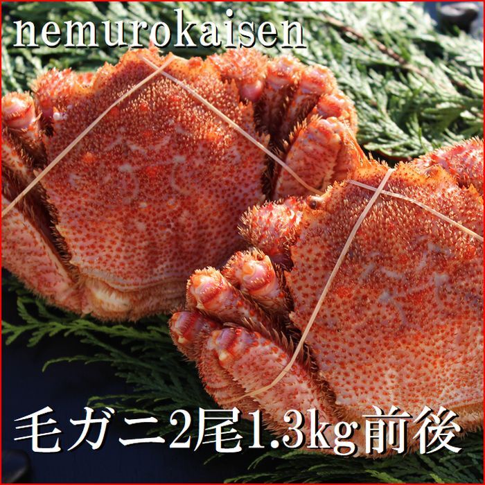 【ふるさと納税】 [北海道根室産] 毛がに 2 尾 ( 計 1.3kg 前後 ) 毛ガニ 毛蟹 けがに ケガニ かに カニ 蟹 お取り寄せ グルメ 海鮮 ミソ カニミソ カニ味噌 蟹味噌 かに味噌 北海道 根室市 ふるさと納税 D-57048