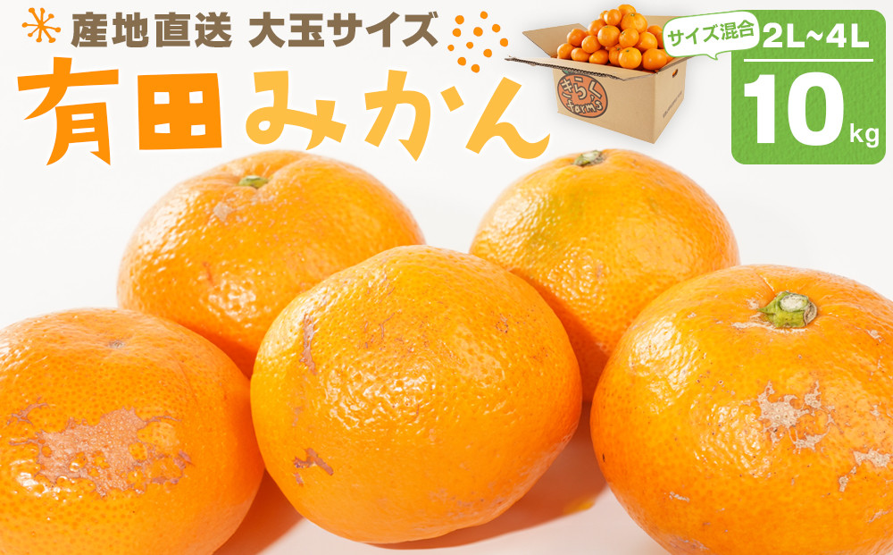 産地直送 有田みかん 大玉サイズ 2L～4L サイズ混合 約10kg 喜楽farms 【2026年12月以降順次発送】