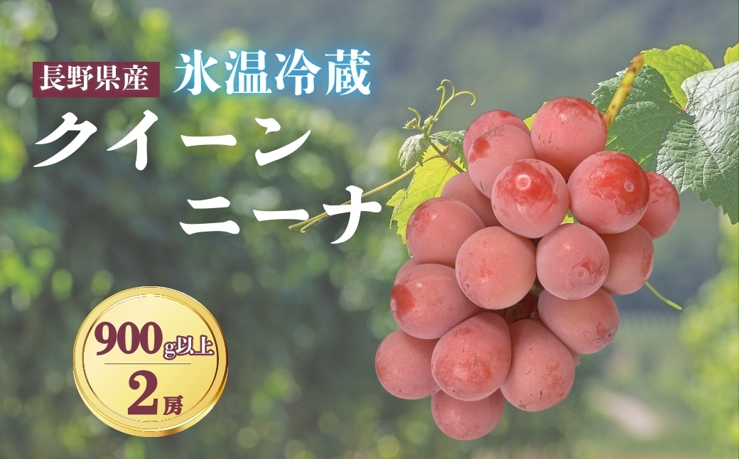 
                  【2026年先行予約】氷温保存クイーンニーナ 900g以上（2房）｜ぶどう 大粒 赤ぶどう 種無し 皮ごと 信州 長野県 千曲市
                