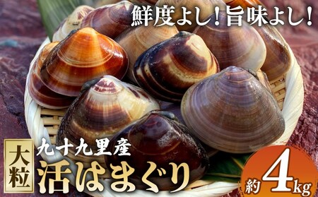 大粒活はまぐり4kg 【 はまぐり 】
