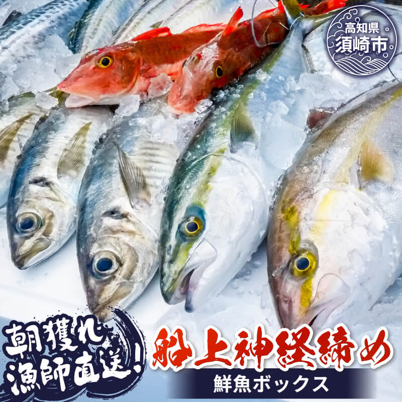 【船上神経締め鮮魚ボックス】 3〜5 種入り 朝獲れ 直送 冷蔵 魚種 お任せ