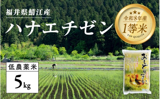 【令和8年産新米！】【先行予約】【2026年9月中旬以降順次発送予定】福井県産 おしどり米 ハナエチゼン 5kg  [B-00550] / ハナエチゼン  白米 精米 ご飯 コメ ごはん ライス 産地直送 鯖江市
