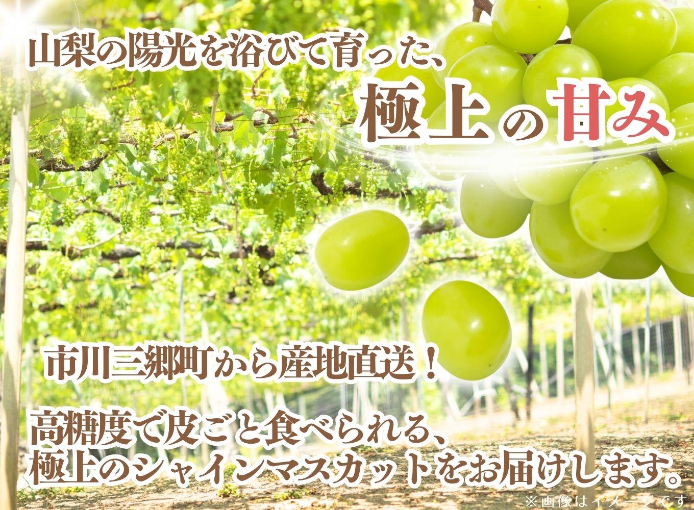 【先行予約】山梨県産シャインマスカット　2kg箱 【2025年9月中旬から発送】 ないとうぶどうファーム[5839-1222]