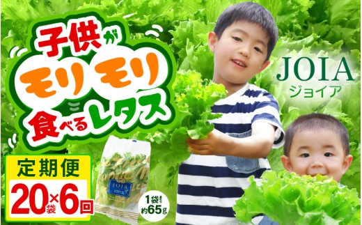 定期便 ≪6ヶ月連続お届け≫苦くな～い！野菜ぎらいの子もモリモリ食べるやさしいレタス 約65g×20袋（栽培期間中農薬不使用・洗わず食べられる）【野菜 生野菜 レタス サラダ お弁当 水耕栽培 洗わず食べられる 時短 付け合わせ】[m40-l005]