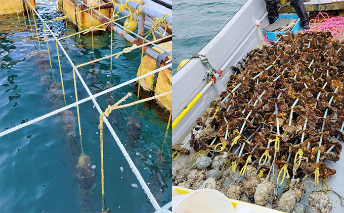 【先行予約 2026年7月20日より発送】奥尻島産養殖岩ガキ【Mサイズ】殻付き 20個入り（加熱食用）〜豊かな海が育てた海の宝石〜 | 冷蔵 | 北海道 奥尻町 送料無料