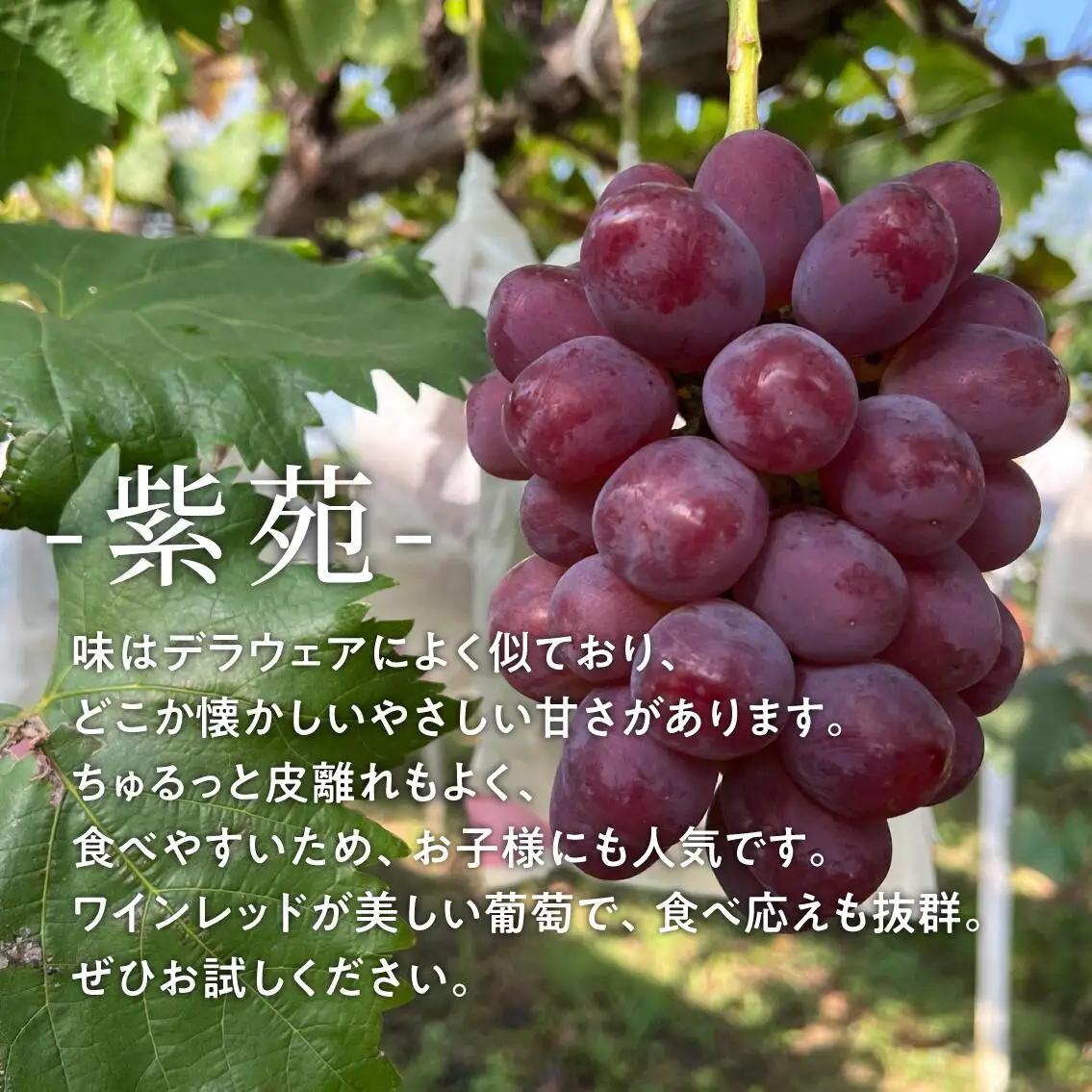 ぶどう 岡山県産 特選ぶどう紫苑3-5房2.4kg～ 【KF-B046-03】
