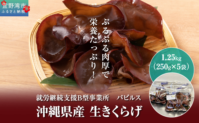 生きくらげ1.25kg (250g5袋) | 就労継続支援B型事業所パピルス | 国産 肉厚 ぷるぷる 産地直送 採れたて 新鮮 | 健康 美容 鉄分 食物繊維 ビタミンD グルメ | 沖縄県 宜野湾
