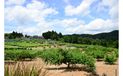 新見市の桃の産地のひとつ、草間地域の桃畑。