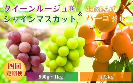 【2026年先行予約】スイートなときめき 生食あんず＆ぶどう定期便４回｜フルーツ