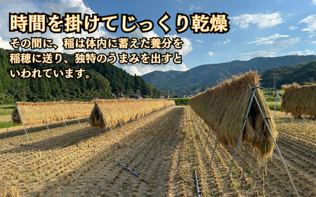 新輝米 天日干し ５kg「延興寺」｜鳥取 岩美 お米 白米 令和7年産 岩美町産コシヒカリ 延興寺【31030】