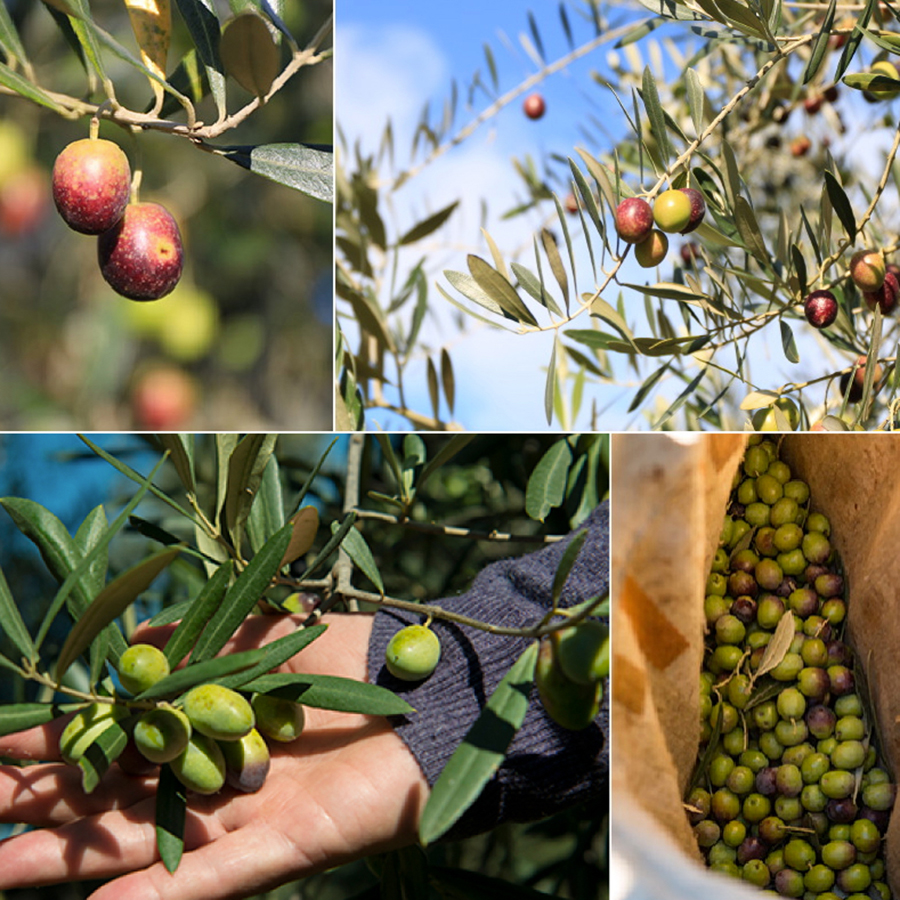 〈オーズファーム〉小豆島産 エキストラバージンオリーブオイル(100g)