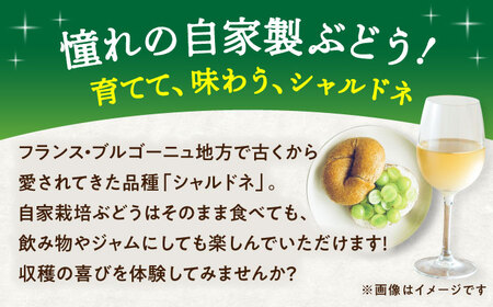 ワイン用 ブドウ苗(シャルドネ) 6号鉢入り 2~3年生 大苗 樹高60cm前後 苗 苗木 BHCQ007
