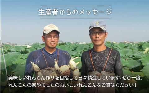 【先行予約】【農家直送！】こだわり白石れんこん 3kg【れんこんの家やました】 [IAW006]