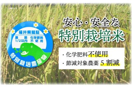 【先行予約】 令和6年産 特別栽培米コシヒカリ 5kg ×2袋（無洗米） ※2024年9月20日以降順次発送 [B-005002]