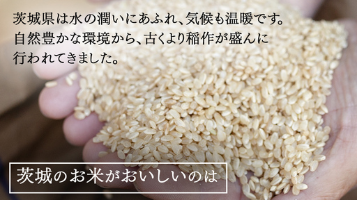 令和7年産 茨城県産 玄米 ミルキークイーン 30kg （30kg×1袋）
