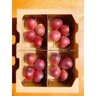 ふるさと納税 紀の川市 【8月上旬以降お届け】朝採りいちじく2箱セット