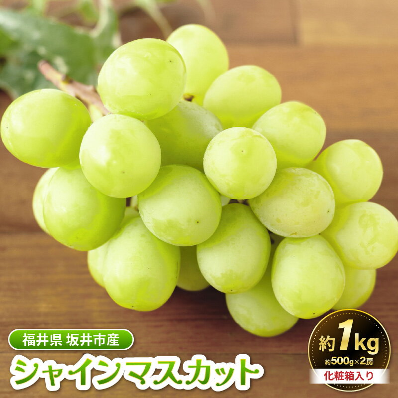 【ふるさと納税】【先行予約】坂井市砂丘地のシャインマスカット 約500g×2房入り（合計：約1kg）化粧箱入り 【2025年8月中旬以降順次発送予定】【マスカット ブドウ ぶどう 葡萄 果物 くだもの フルーツ 果実 新鮮 産地直送 国産 ギフト 贈り物 贈答】