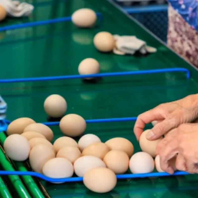 定期便 卵 50個 ( たまご 45個 + 割れ補償 5個 ) 2回 2ヶ月 定期便 玉子 卵 たまご さくらたまご 卵 米育ち さくら 玉子 卵 タマゴ たまご