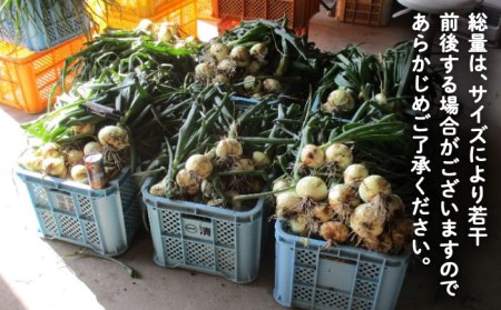 新玉ねぎ （サイズ混合） 約5kg / 玉葱 早生 [IBQ003]