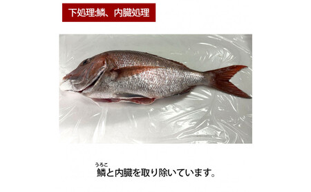 【鱗、内臓処理】活き締め真鯛1尾（約1kg）タイ たい 刺身 鍋