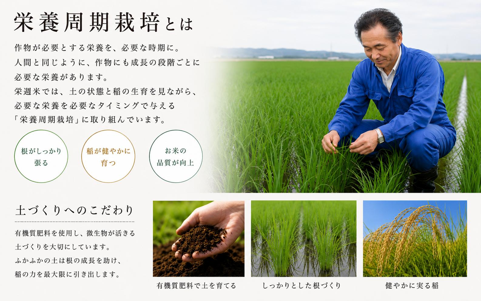 令和８年産 栄週米 ササニシキ（精米）10kg（5kg×2）※10月上旬より順次発送予定 /  精米 人気 ランキング  お米 米 