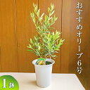 【ふるさと納税】おすすめオリーブ6号 ※離島への配送不可| 観葉植物 植物 グリーン オリーブの木 室内 苗 鉢植え シンボルツリー ギフト 贈答 贈り物 プレゼント お中元 お歳暮 直送 農家直送 茨城県 古河市 送料無料 お祝 ご褒美 記念日 景品 _BZ05