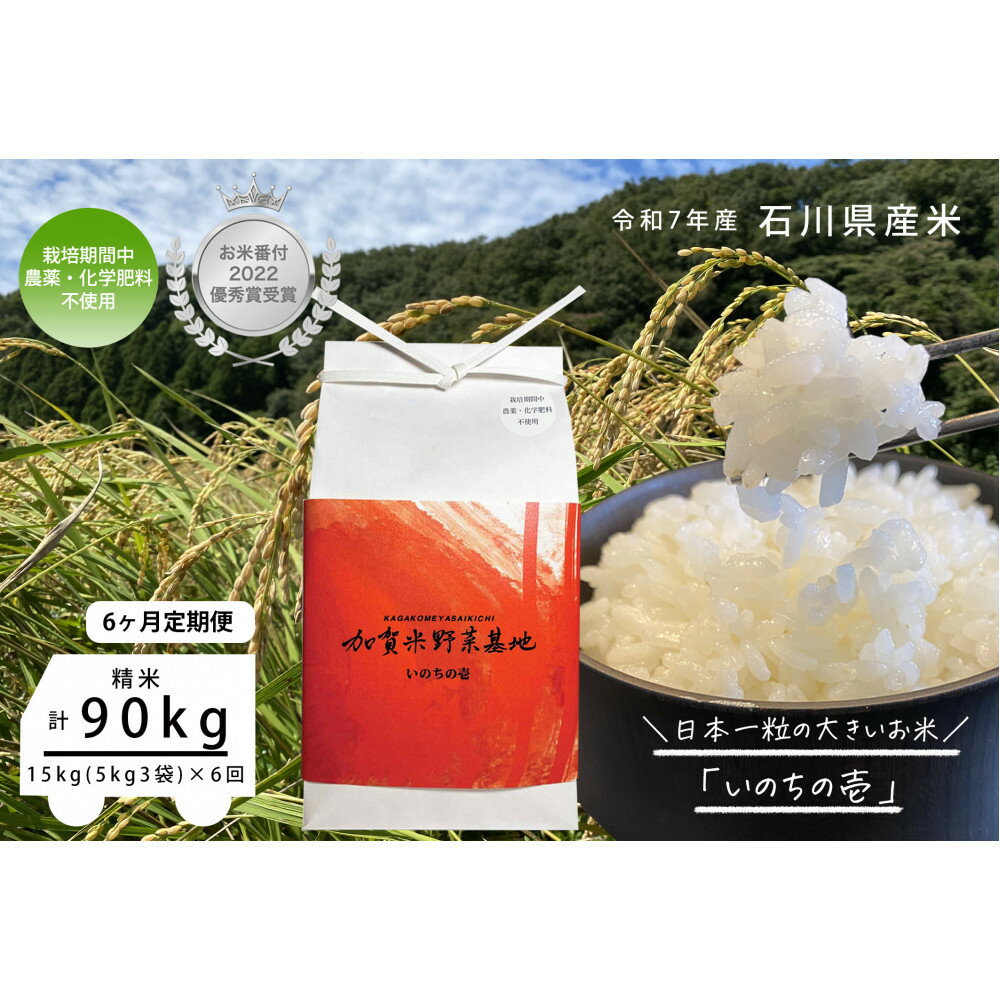【ふるさと納税】《令和7年産 新米》【6ヶ月定期便】【お米番付優秀賞受賞農家】日本一粒の大きいお米『いのちの壱』白米15kg×6回 | 金沢市 お米 いのちの壱 おすすめ 人気 送料無料