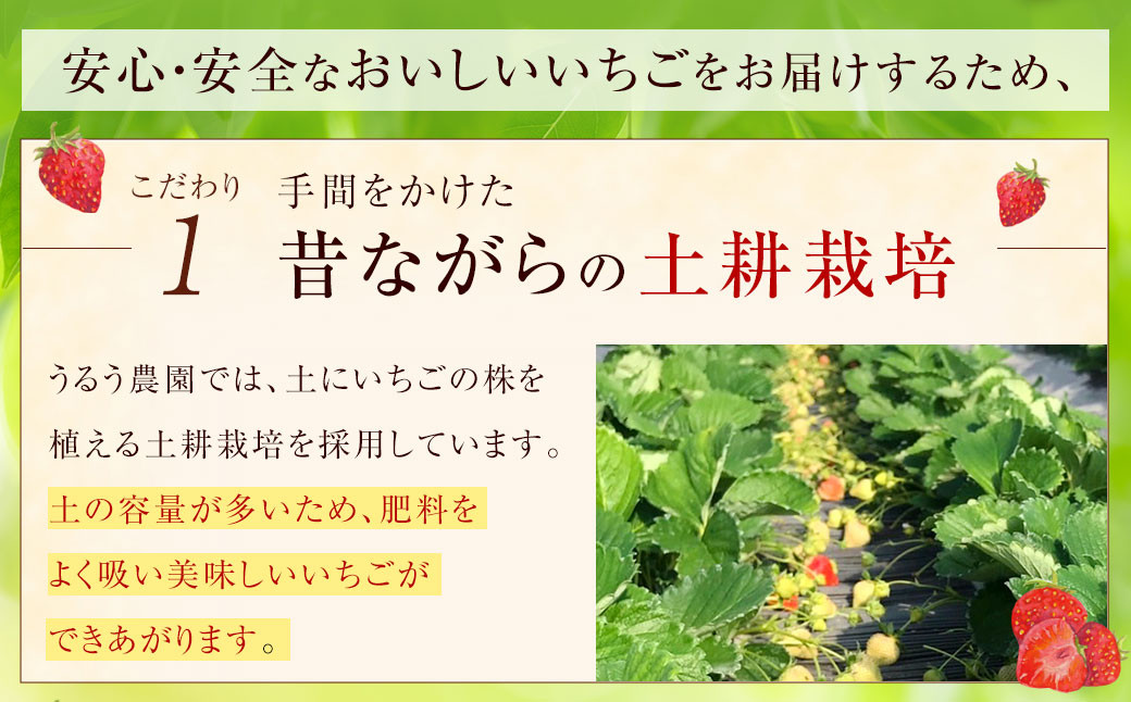 【特別栽培/有機質肥料/アフター保証】うるう農園の あまおう サイズ色々 4パック (約1140g) 