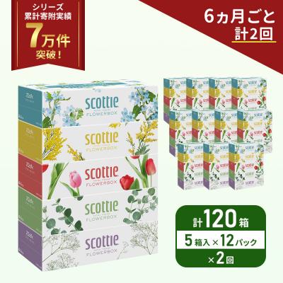 ふるさと納税 岩沼市 定期便 ティッシュ スコッティ120箱 (5箱×12P)《計2回》[No.5704-1130]