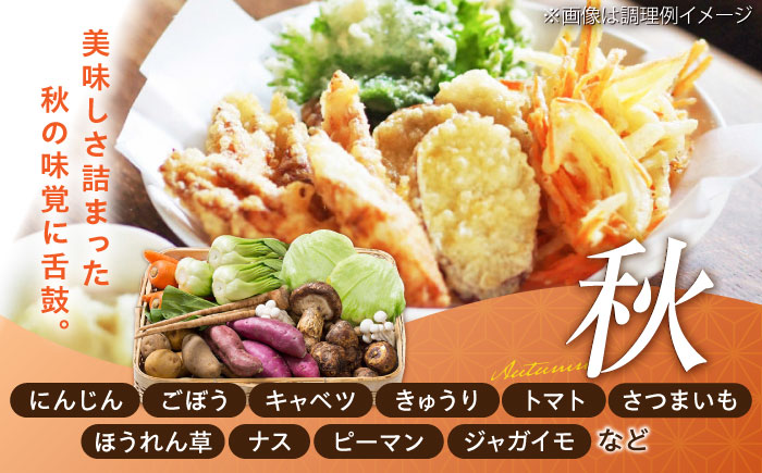 旬の 野菜 セット (約3kg/野菜7-8品程度) / 野菜 新鮮 旬 詰合せ セット 熊本県 菊陽町 特産品 【有限会社さんふれあ】 [BHAK023]