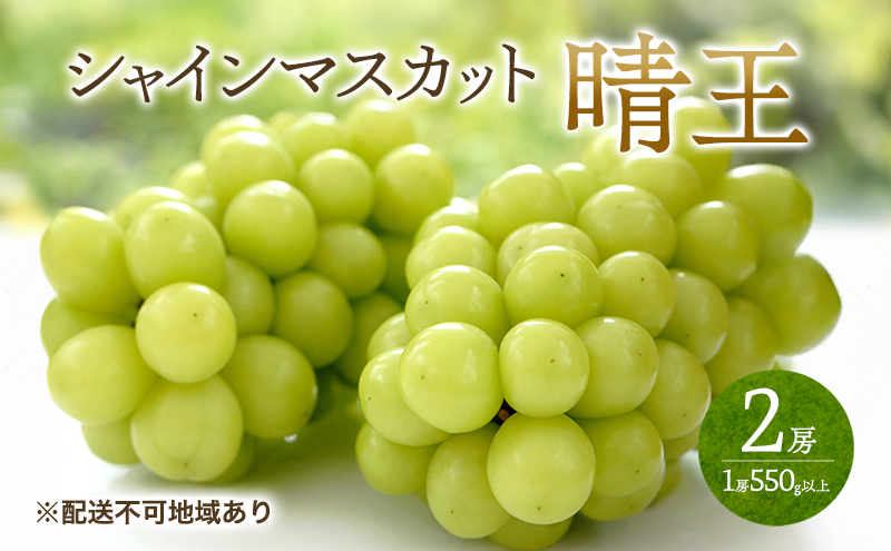 ぶどう 2026年 先行予約 シャイン マスカット 晴王  2房 （1房550g以上） マスカット ブドウ 葡萄  岡山県産 国産 フルーツ 果物 ギフト 桃茂実苑