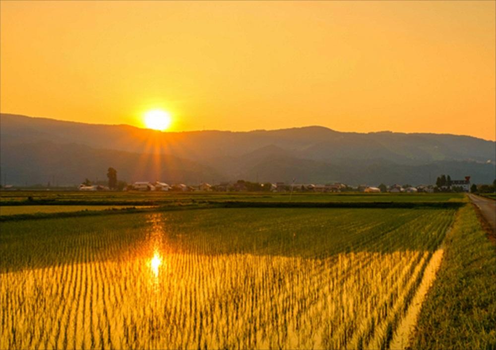 【3ヶ月連続お届け】南魚沼産コシヒカリ　5kg×2　新潟県　南魚沼　南魚沼産　こしひかり　米　お米