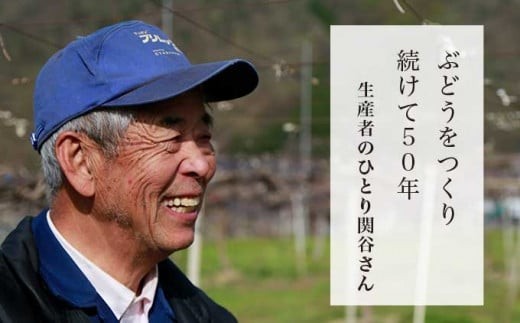 50年ぶどうを育てる小布施の名人・関谷さん。